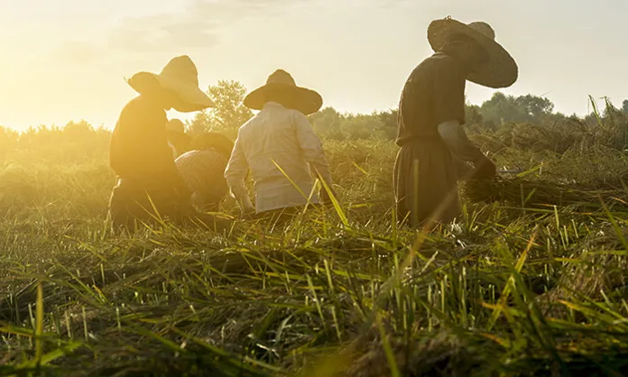 Workers on rice field