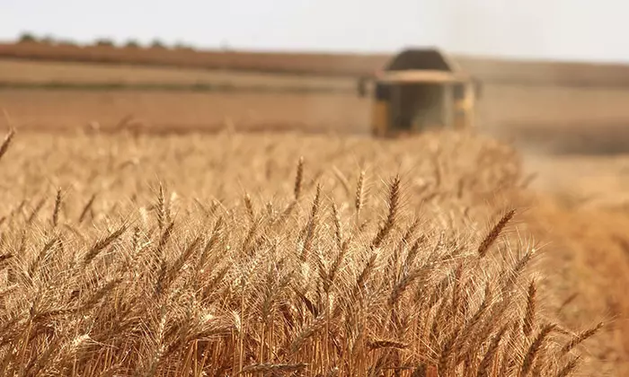 Grain field