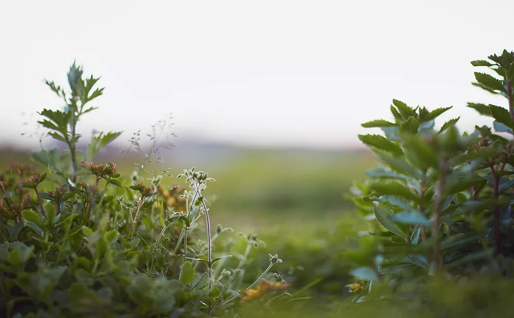 Green plants